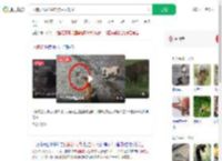 两狗大战眼镜蛇 狗主人观战_360搜索