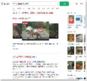 在331国道偶遇东北虎遛弯_360搜索