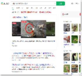两狗大战眼镜蛇 狗主人观战_360搜索